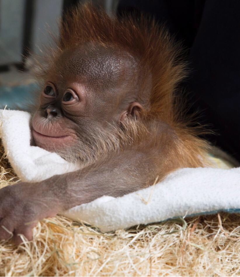 Dream Meaning of Baby Animals