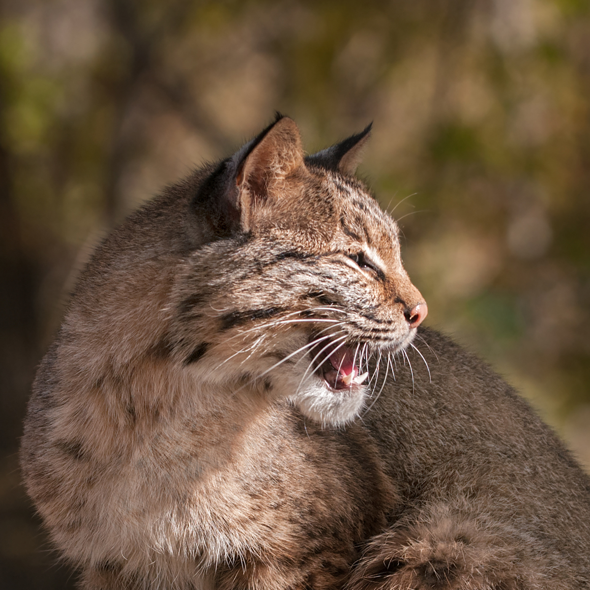 Dream Meaning of Animals