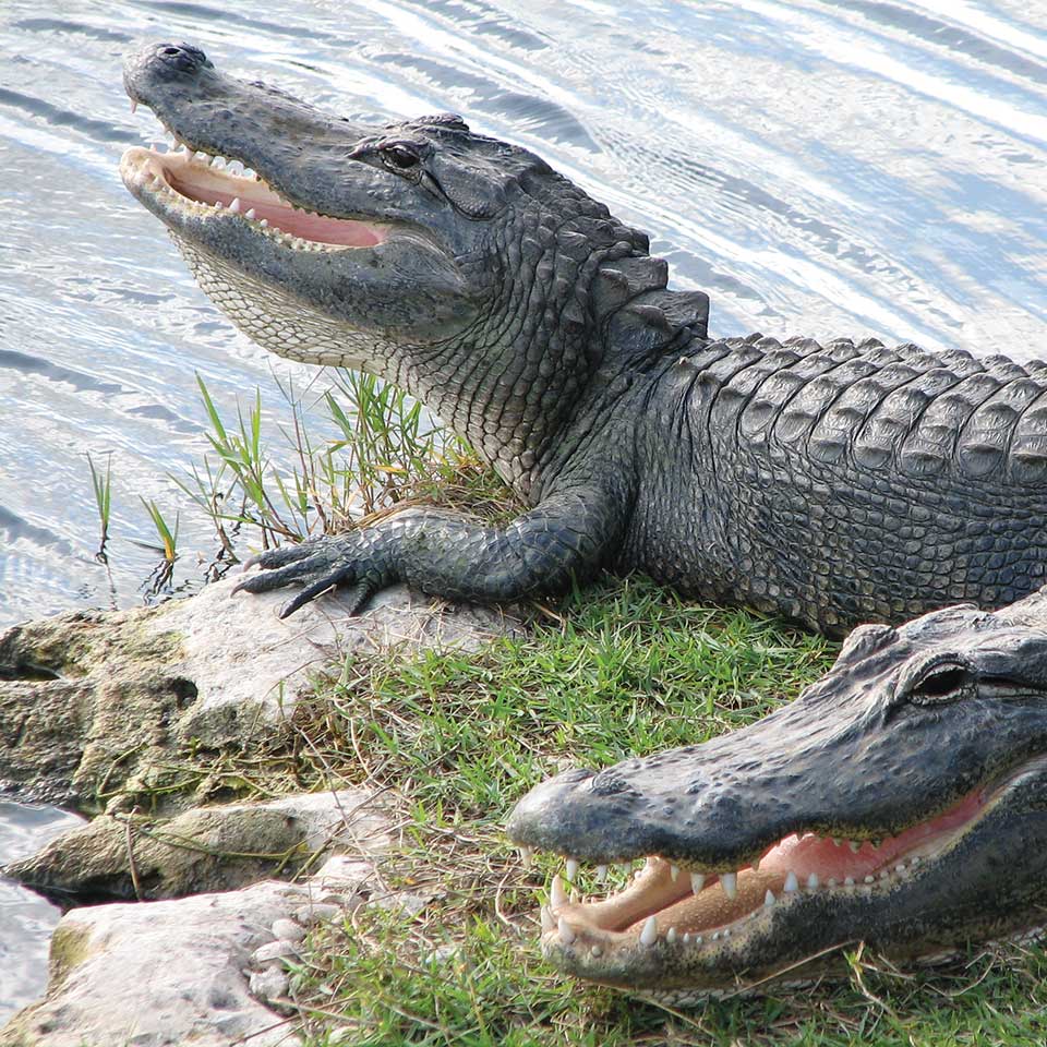 Dream Meaning of Alligators