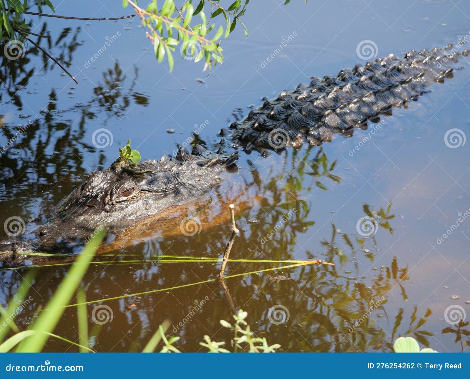 Dream Meaning of Alligator Lying Next To Me