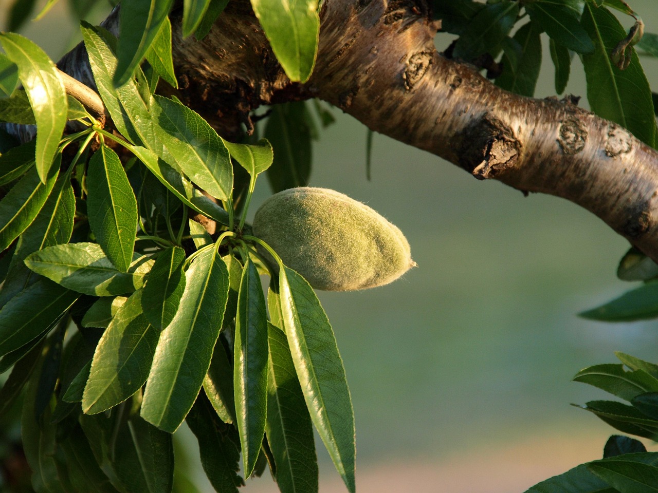 Dream Meaning of Almond Tree