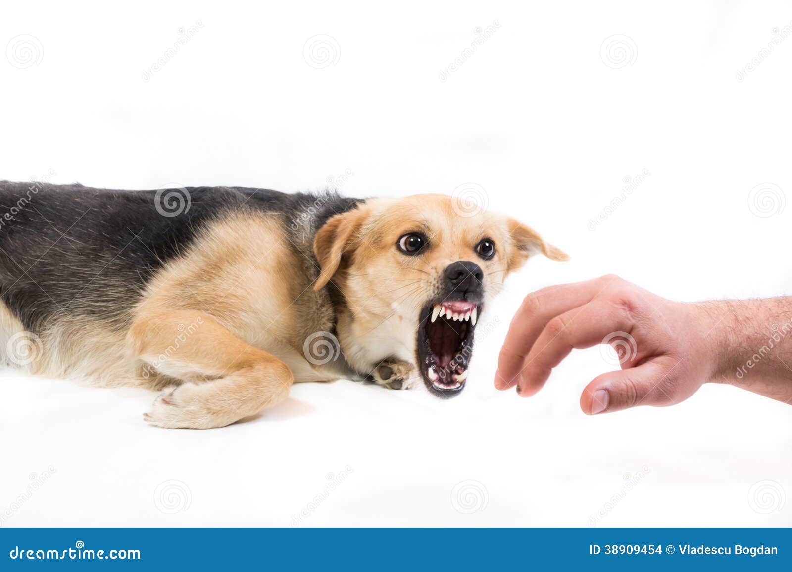 Dream Meaning of Dog Biting Hand