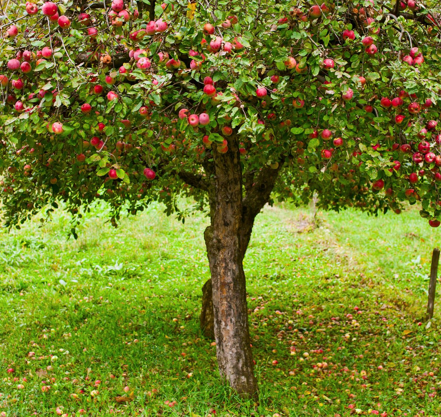 Dream Meaning of Apple Tree