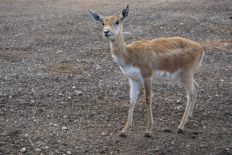 Dream Meaning of A Baby Deer