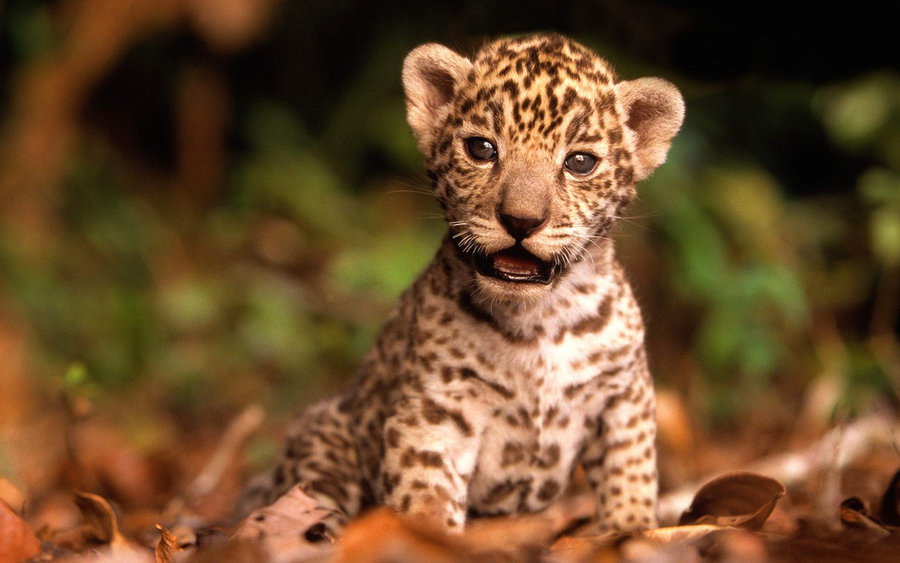Dream Meaning of A Baby Leopard