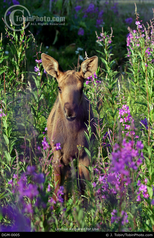 Dream Meaning of Baby Moose