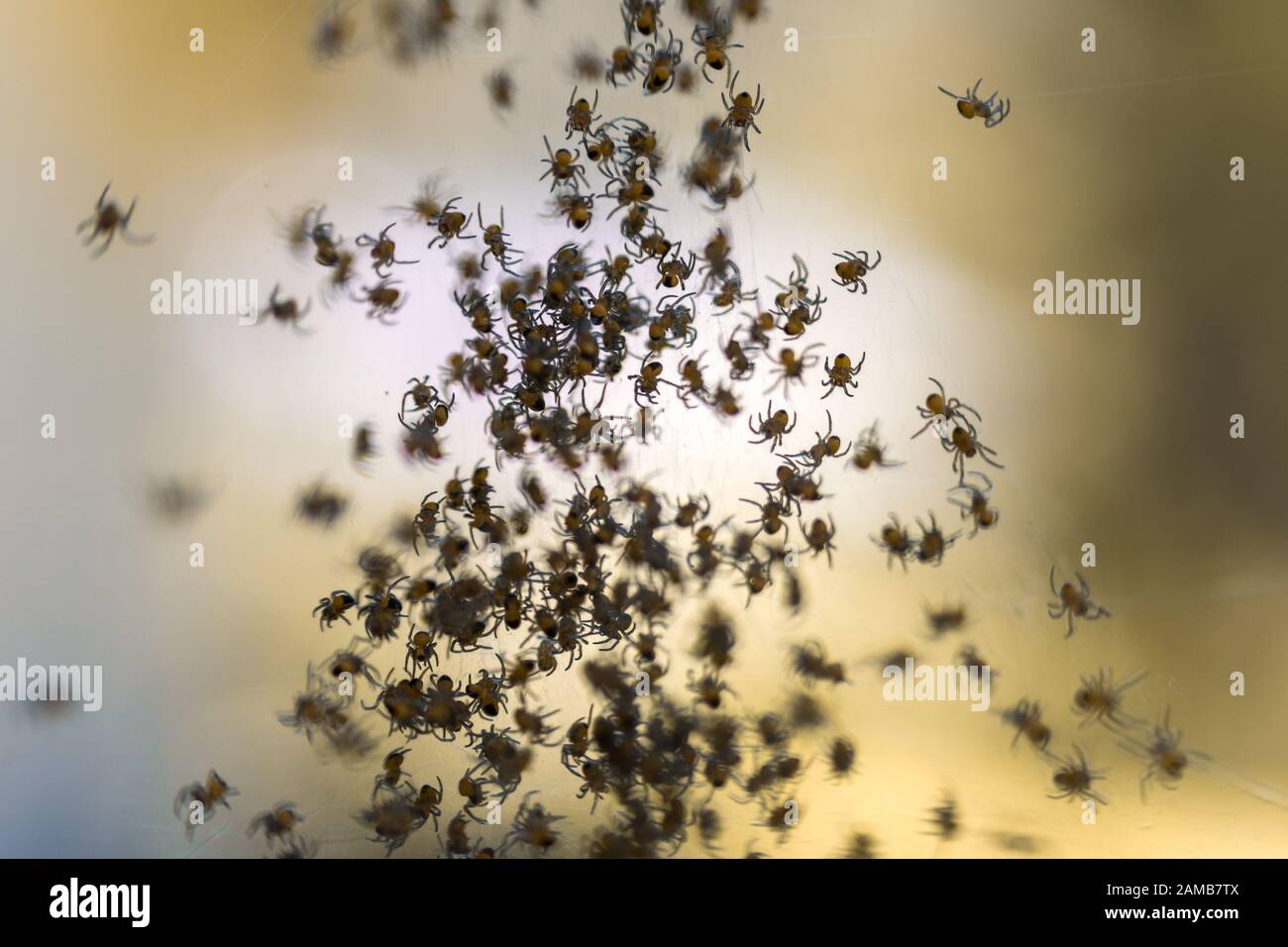 Dream Meaning of Baby Spiders