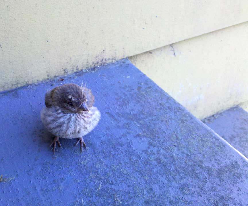 Dream Meaning of Baby Bird