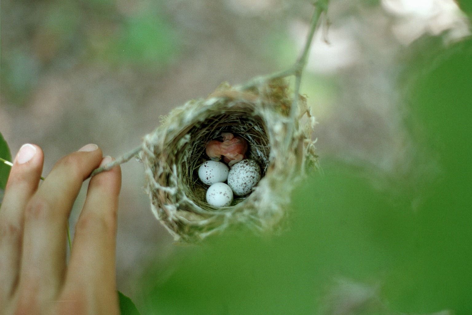 Dream Meaning of Baby Birds