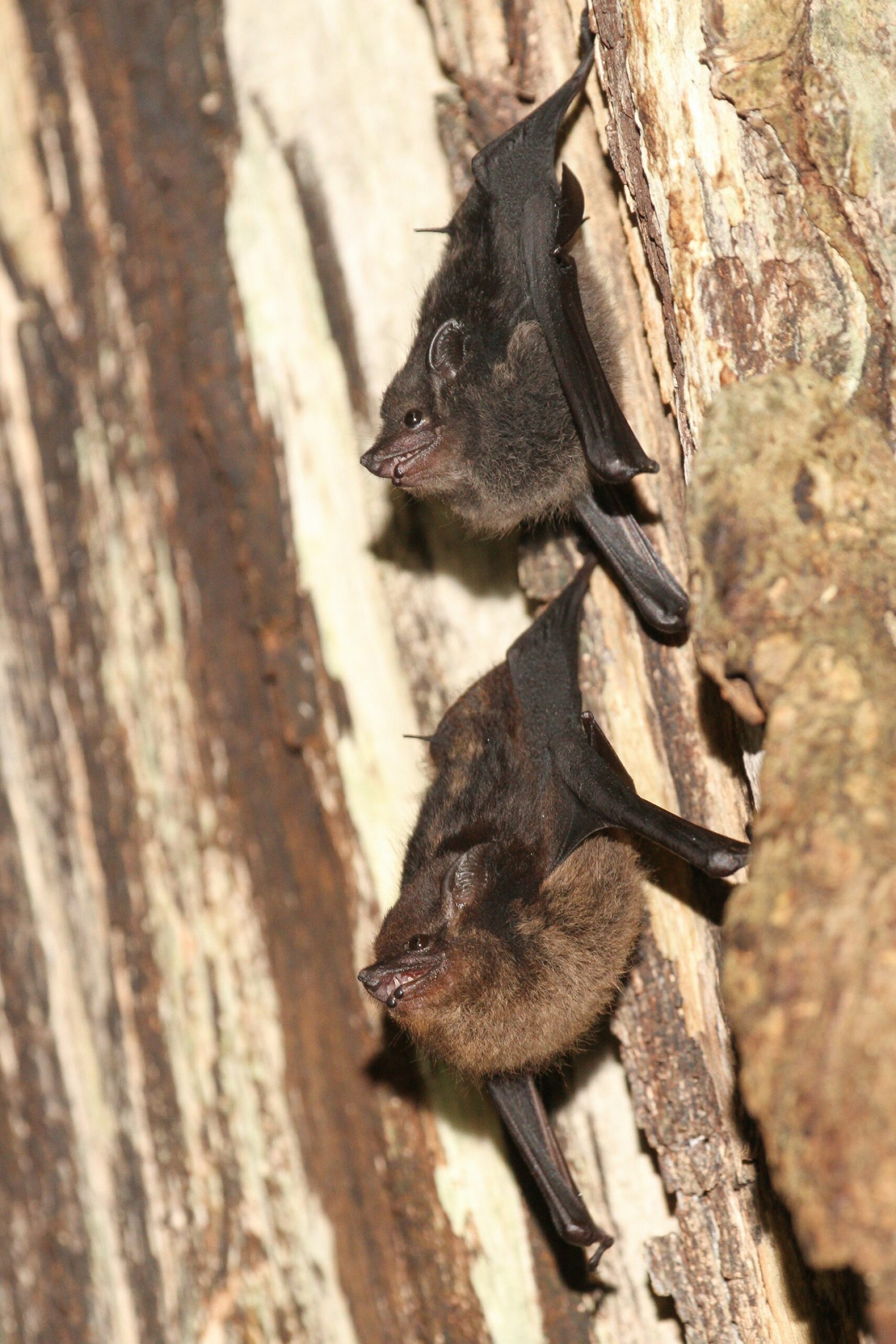 Dream Meaning of A Bat Nibbling