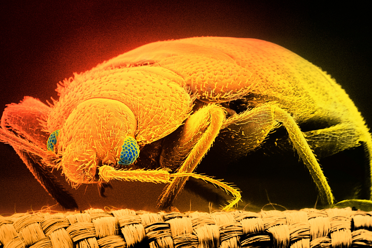 Dream Meaning of Bed Bugs