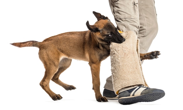 Dream Meaning of Dog Biting Leg