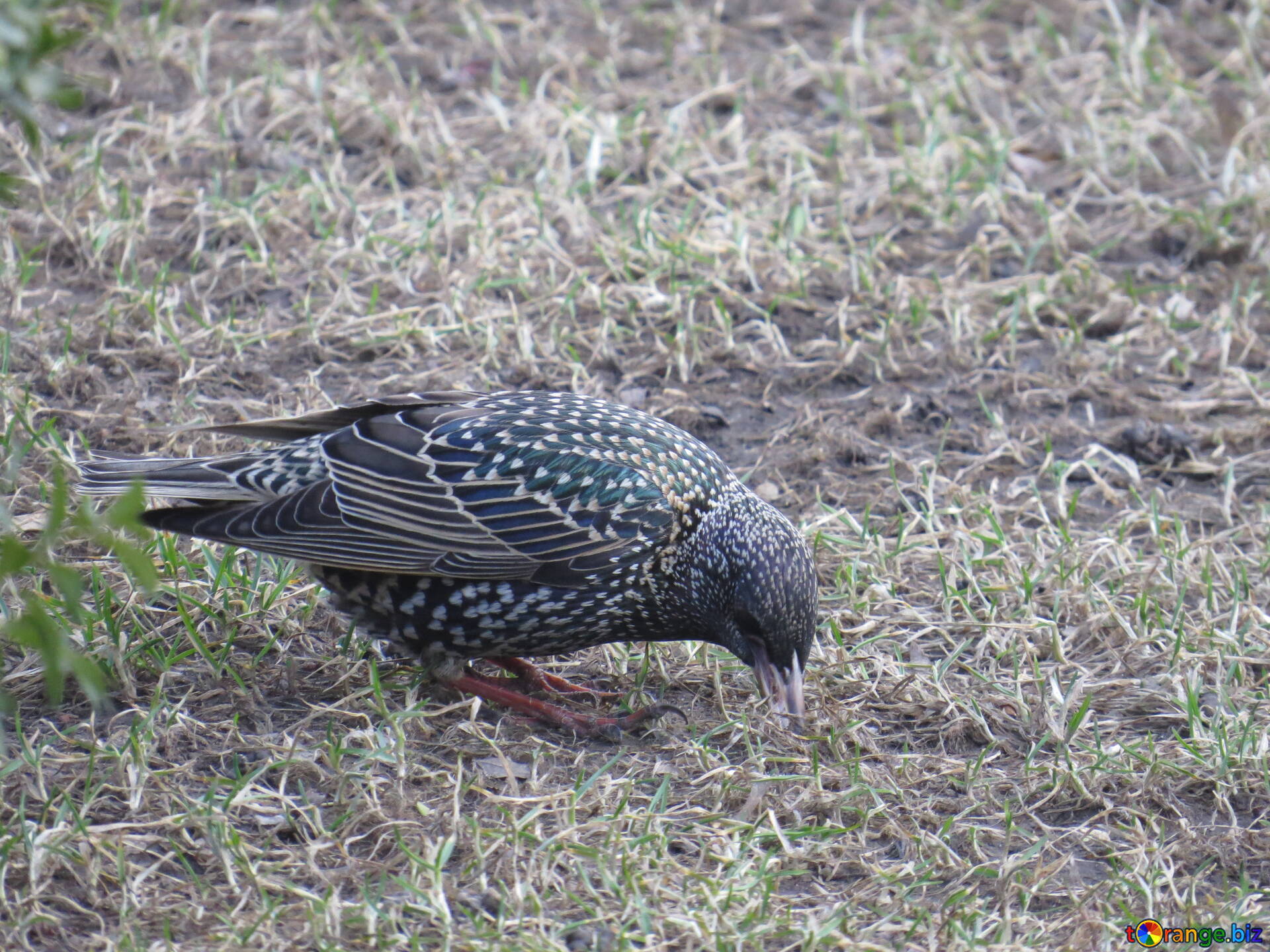 Dream Meaning of Bird Pecking Me