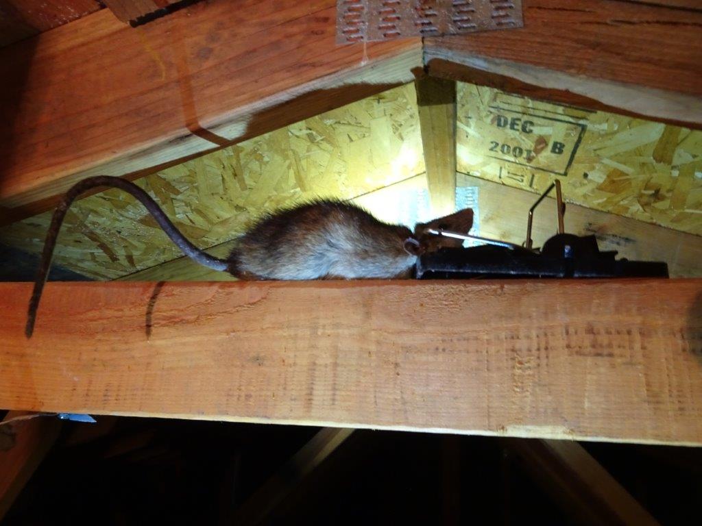 Dream Meaning of Being Bitten By A Rat