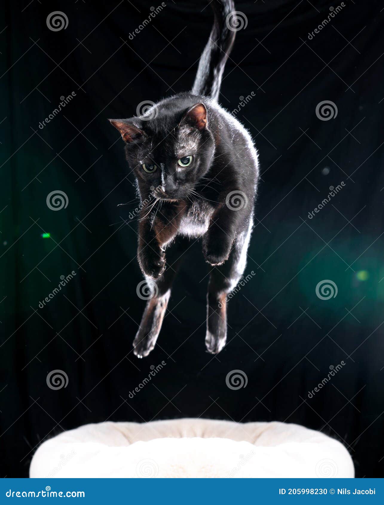 Dream Meaning of Black Cat Jumping On You