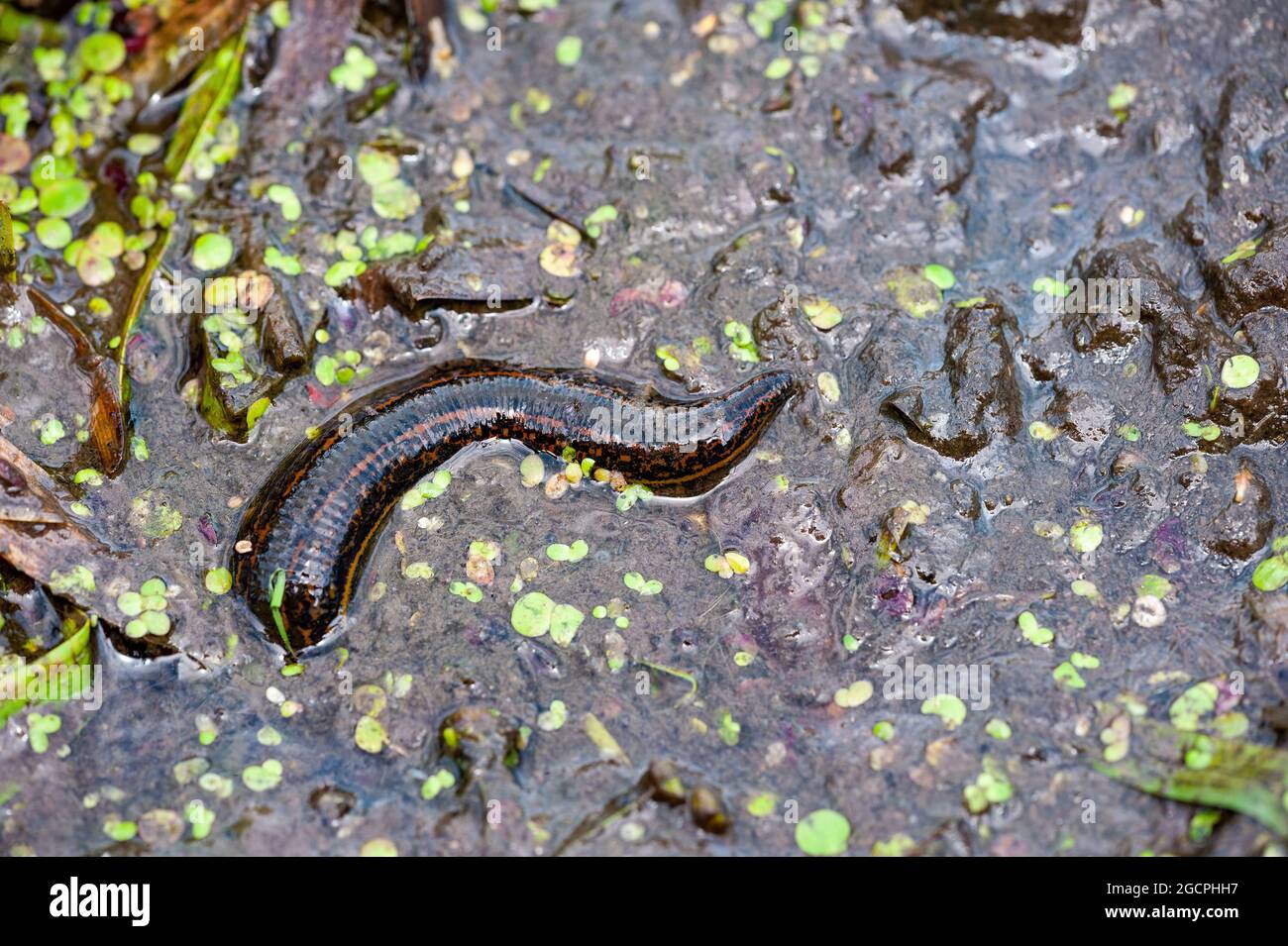 Dream Meaning of Black Leeches
