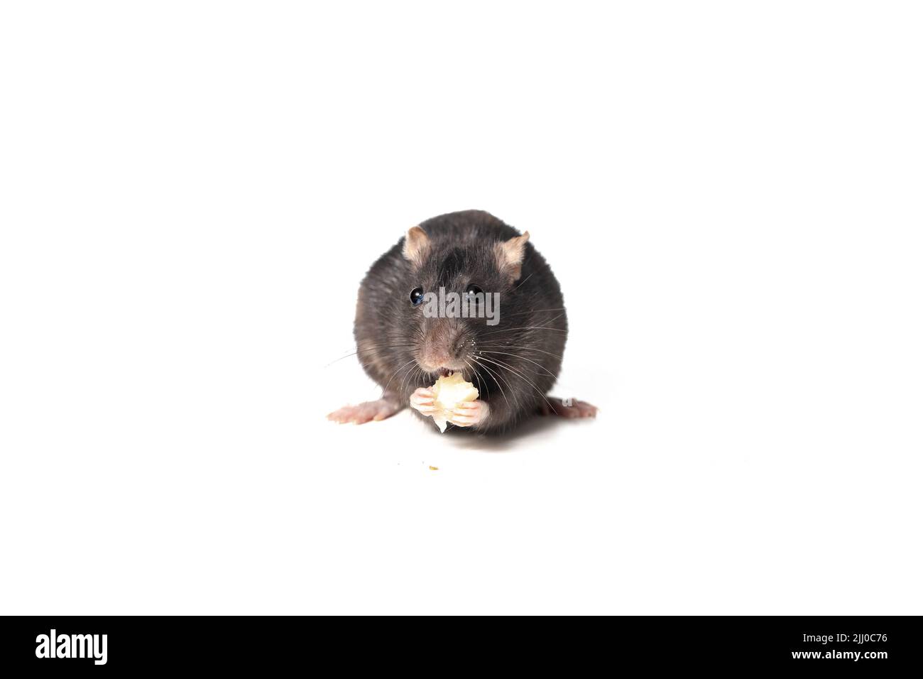 Dream Meaning of A White Rat Eating Another Rodent