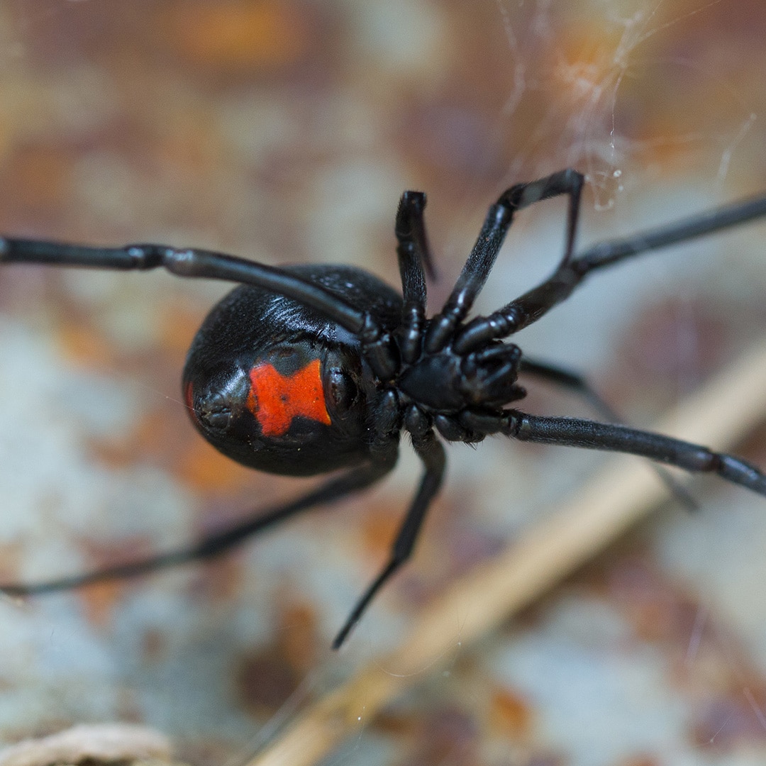 Dream Meaning of Black Widow Spider