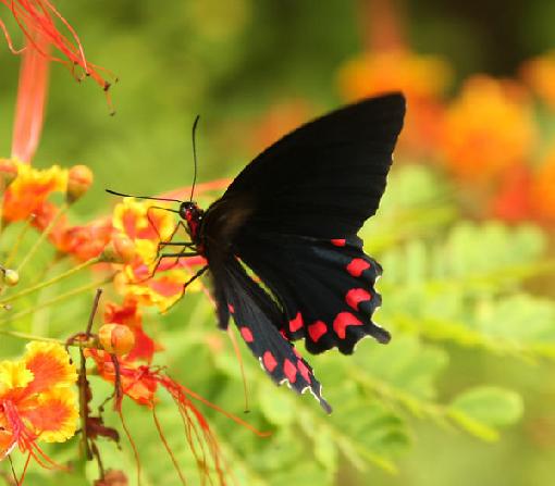 Dream Meaning of A Black Butterfly