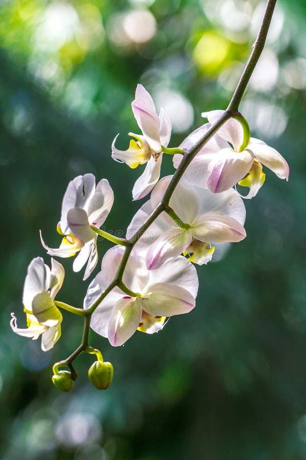 Dream Meaning of Blooming White Orchids