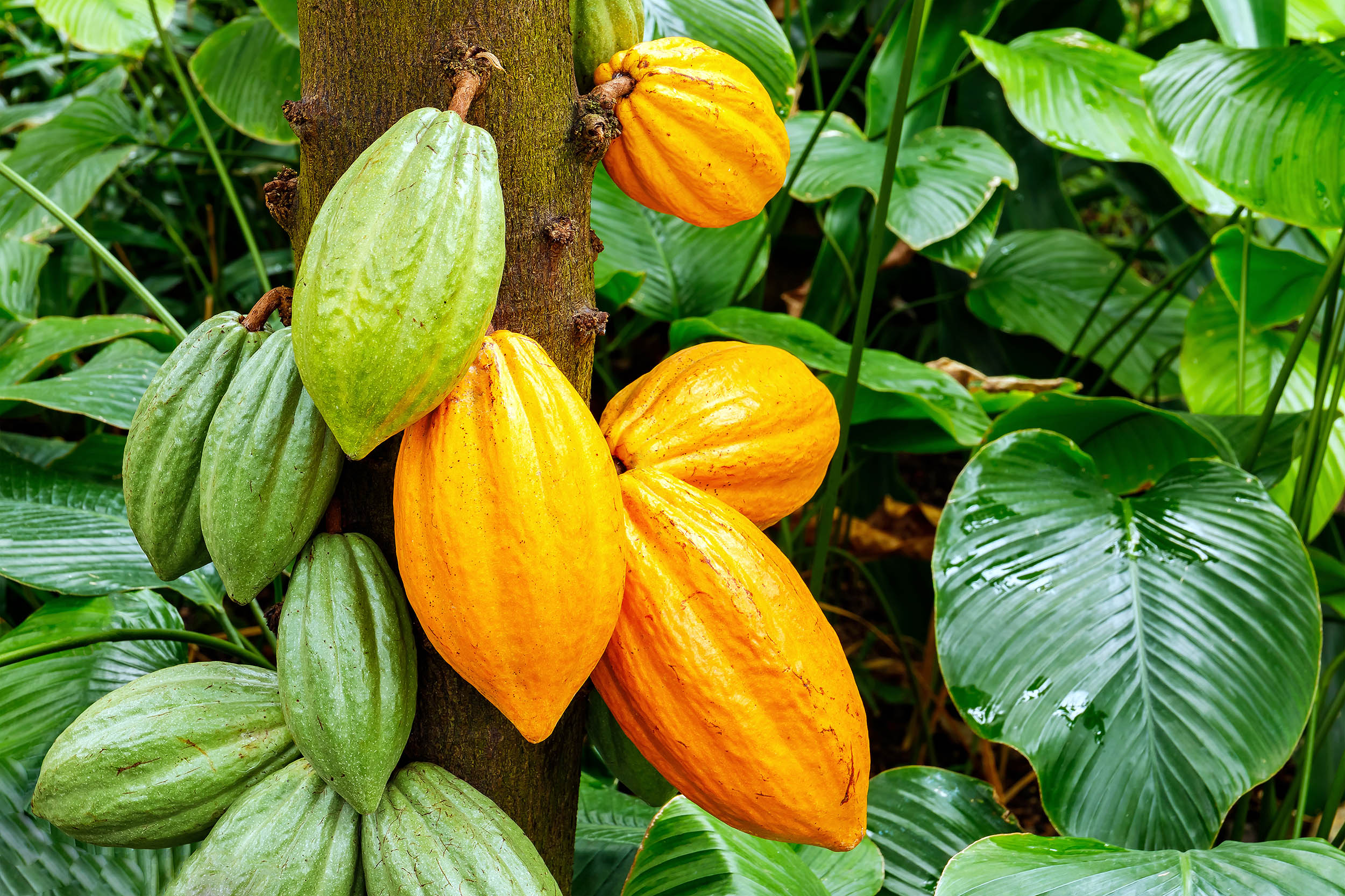 Dream Meaning of Cocoa Tree