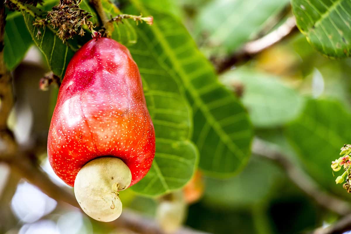 Dream Meaning of Cashew Tree