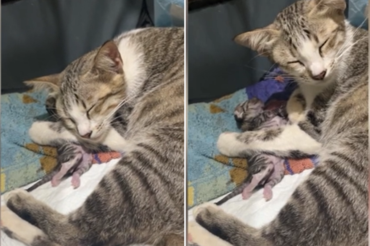 Dream Meaning of Dead Kittens