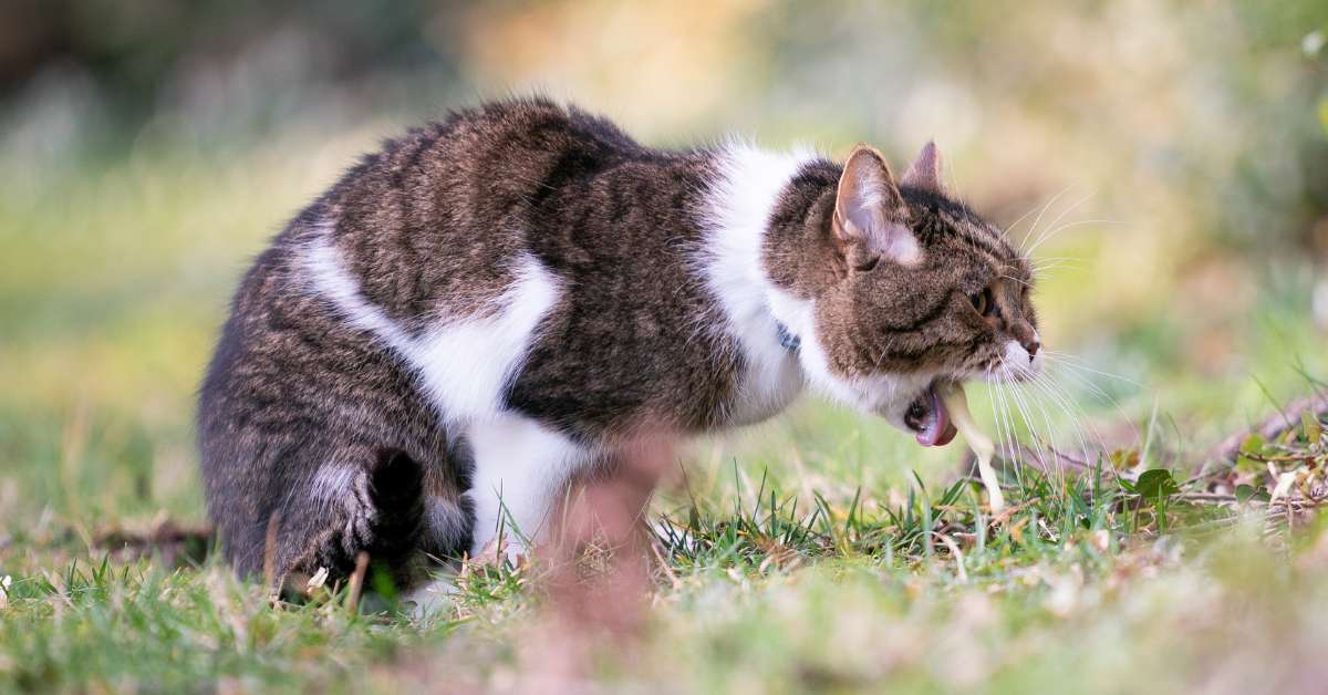 Dream Meaning of A Cat Throwing Up