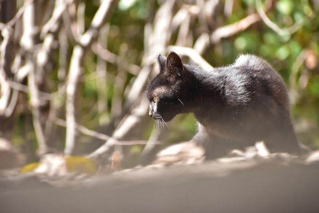 Dream Meaning of A Baby Skunk