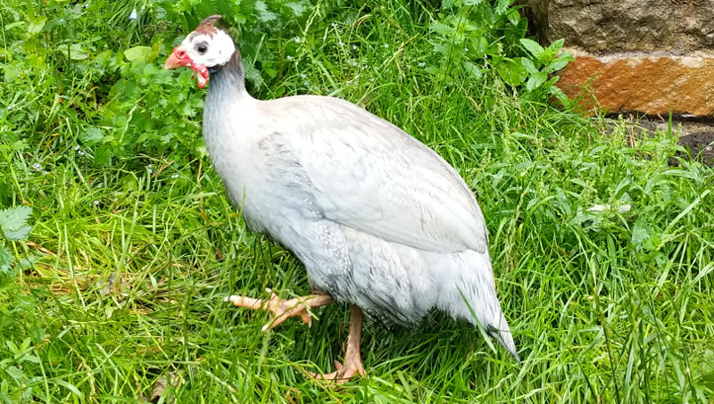 Dream Meaning of Catching Guinea Fowl