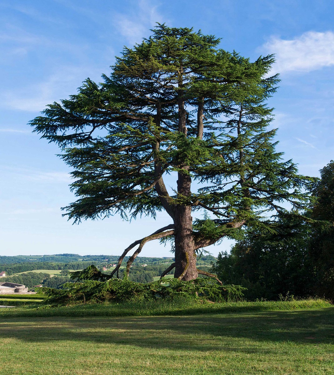 Dream Meaning of Cedar Tree