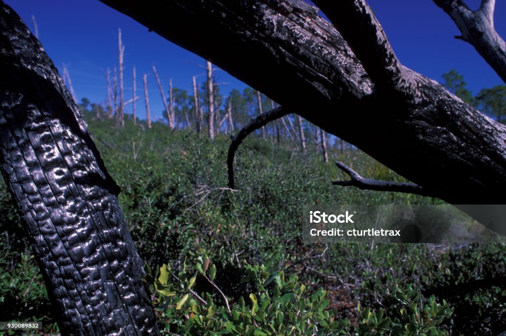 Dream Meaning of Charred Limbs