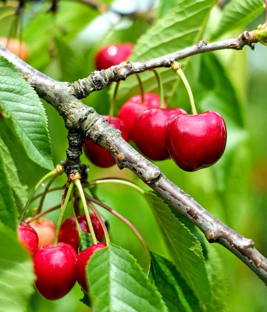 Dream Meaning of Cherry Trees