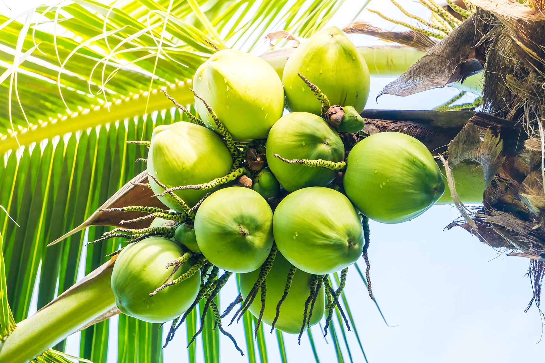Dream Meaning of Coconut Fruit