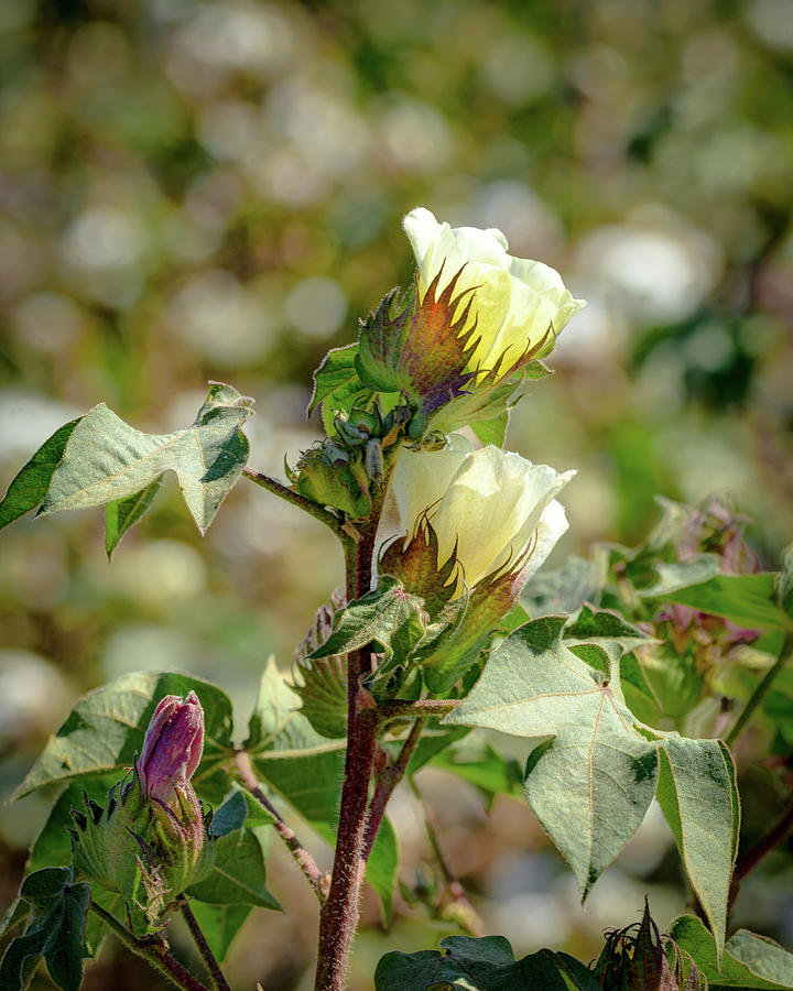 Dream Meaning of Cotton Flower