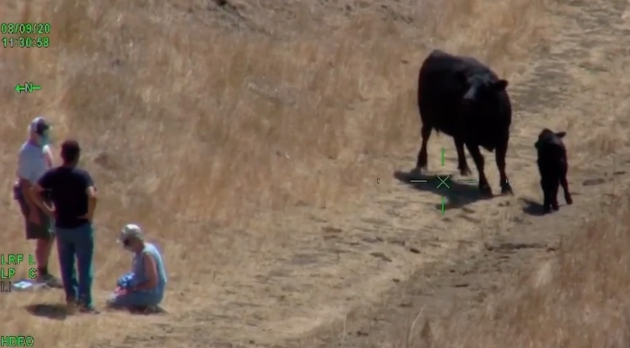 Dream Meaning of Being Chased By Cows