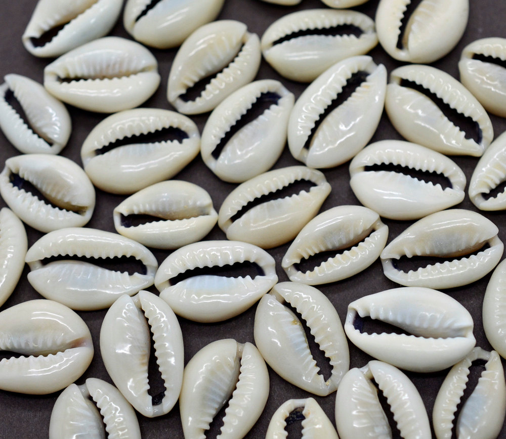 Dream Meaning of Cowries