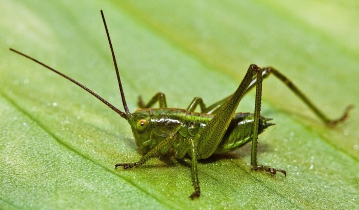 Dream Meaning of Crickets