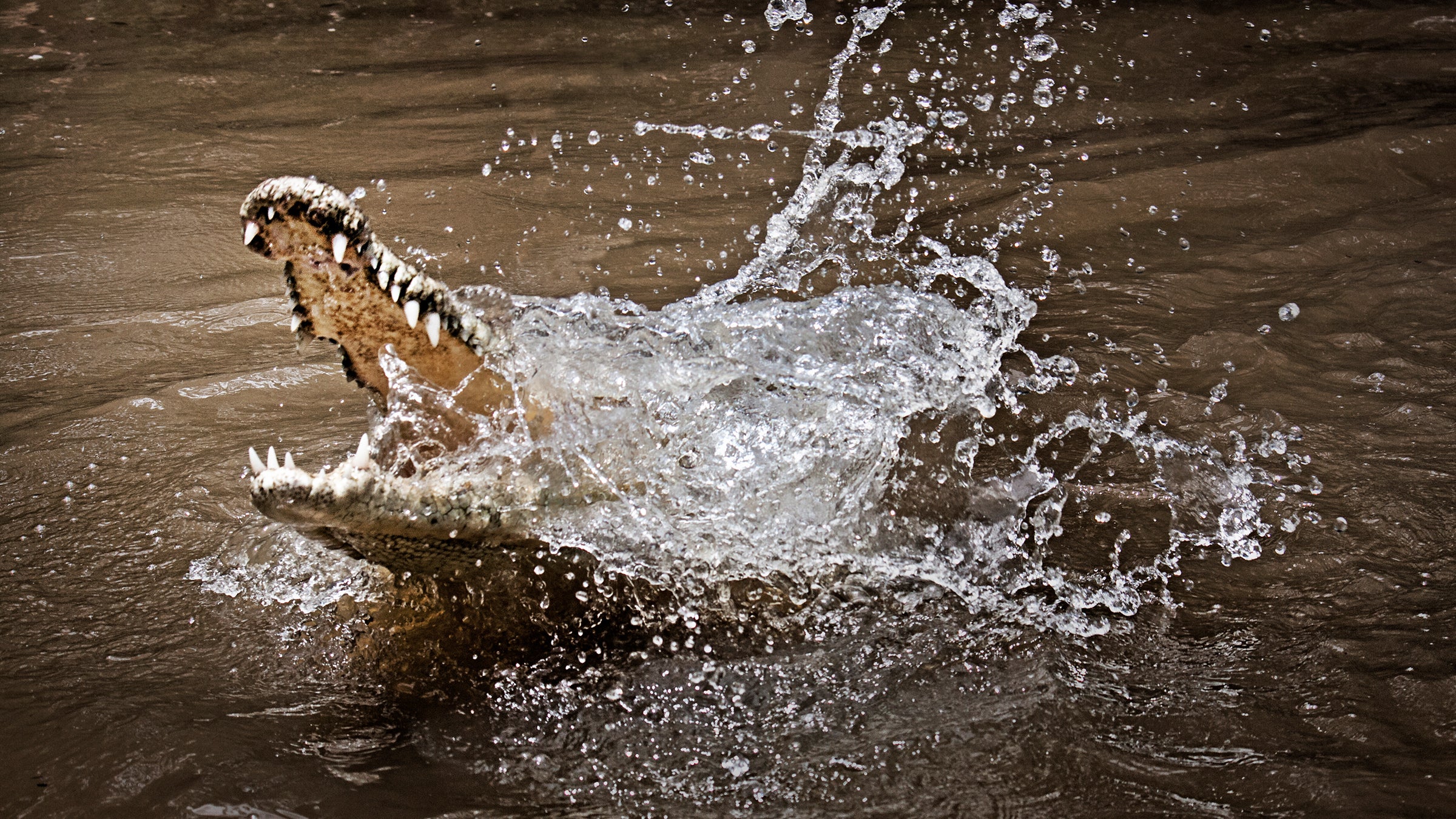 Dream Meaning of Crocodile Attack