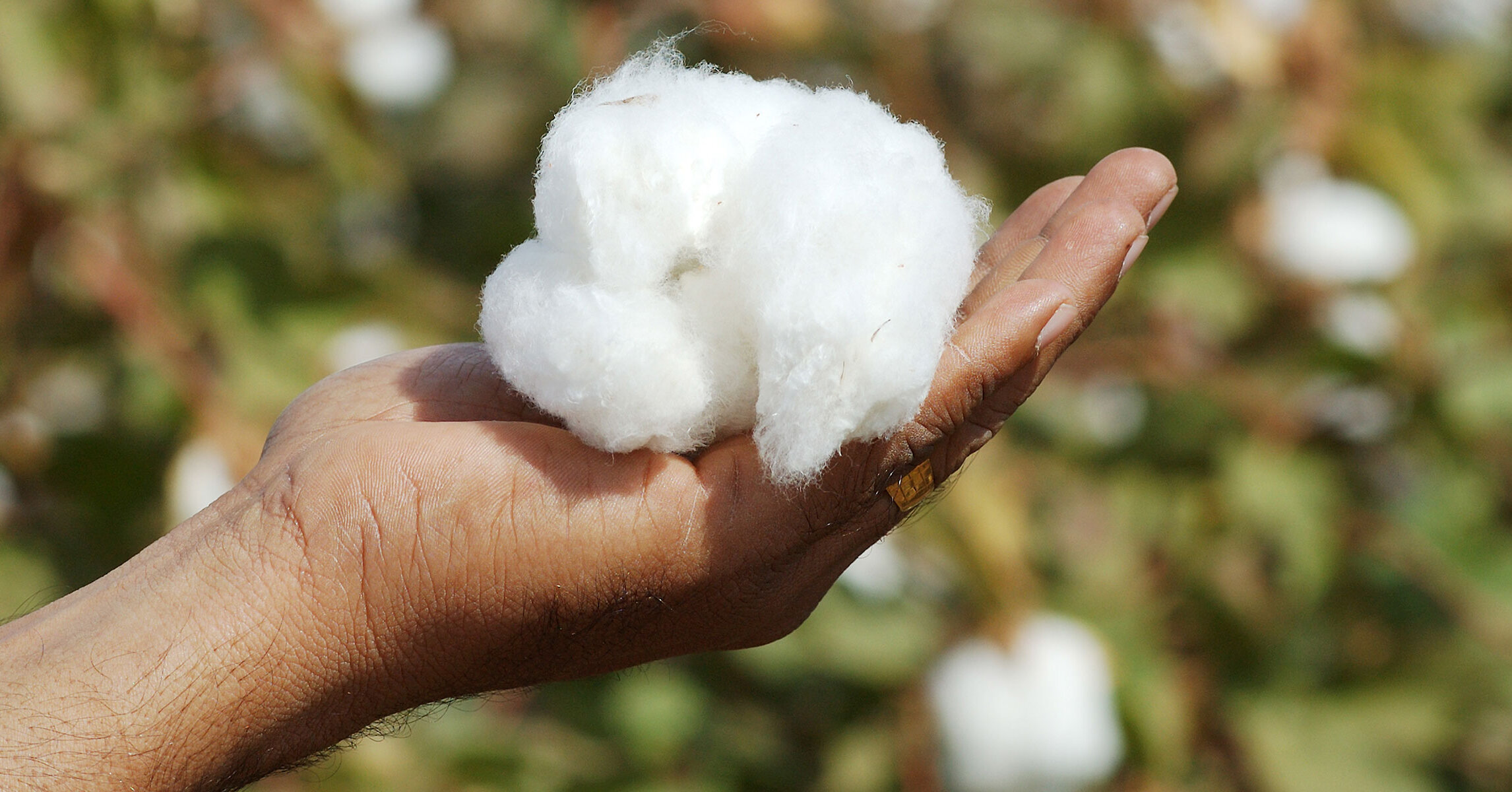 Dream Meaning of Cotton