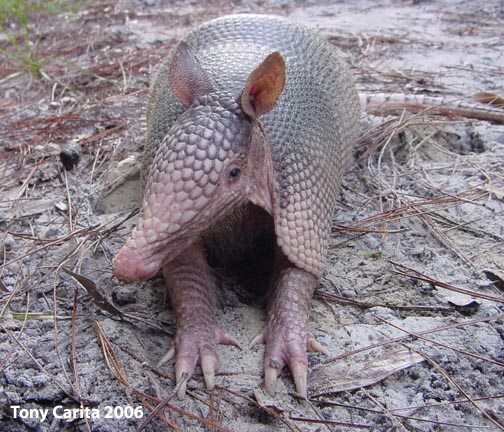 Dream Meaning of Armadillo