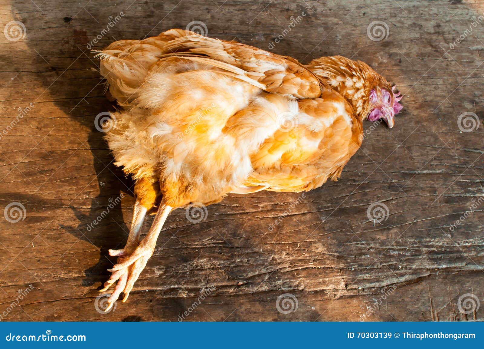 Dream Meaning of Dead Chickens