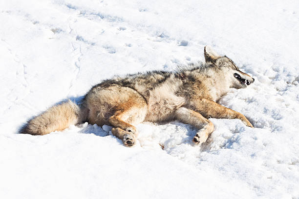 Dream Meaning of Dead Coyotes