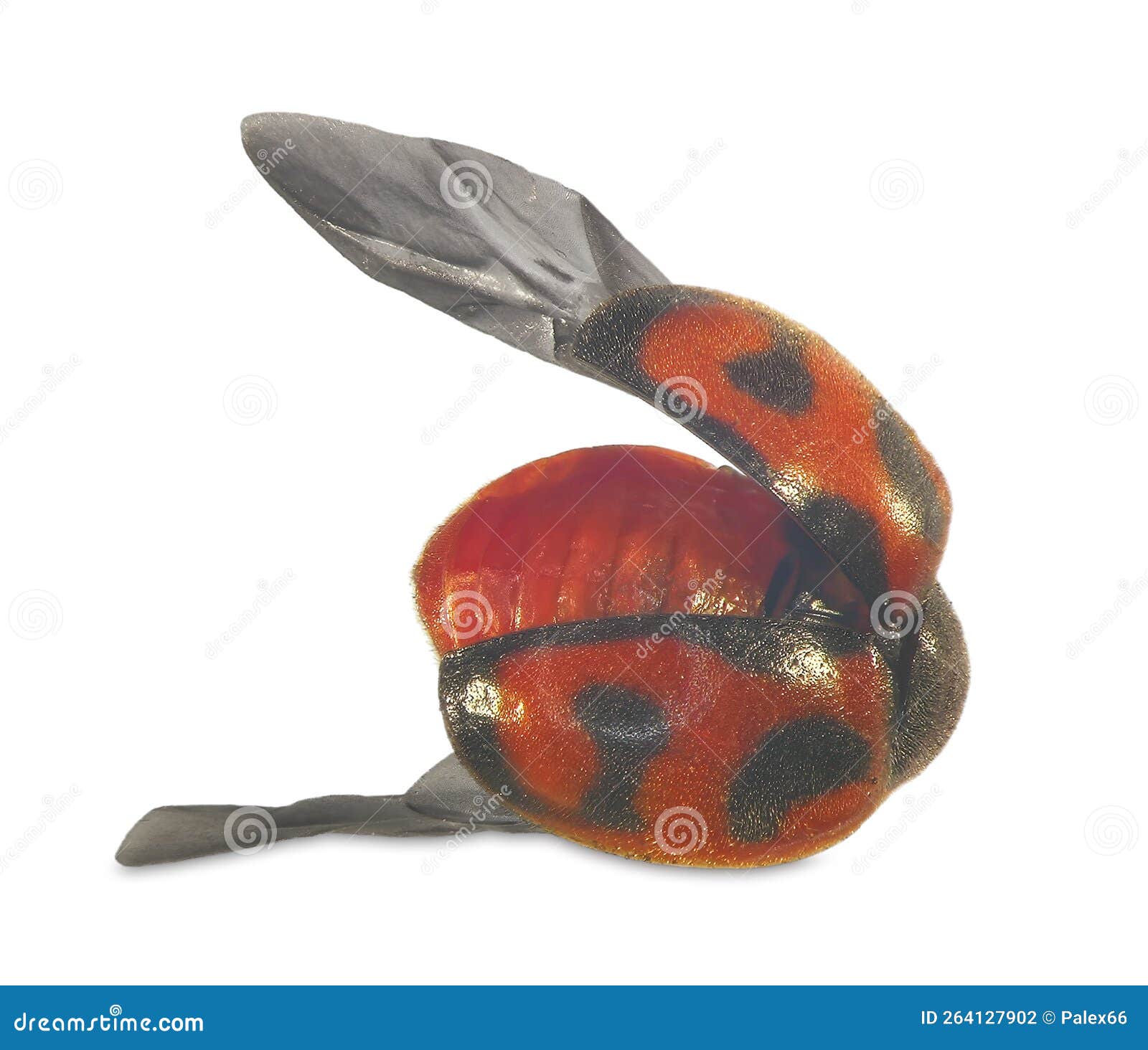 Dream Meaning of Dead Ladybugs