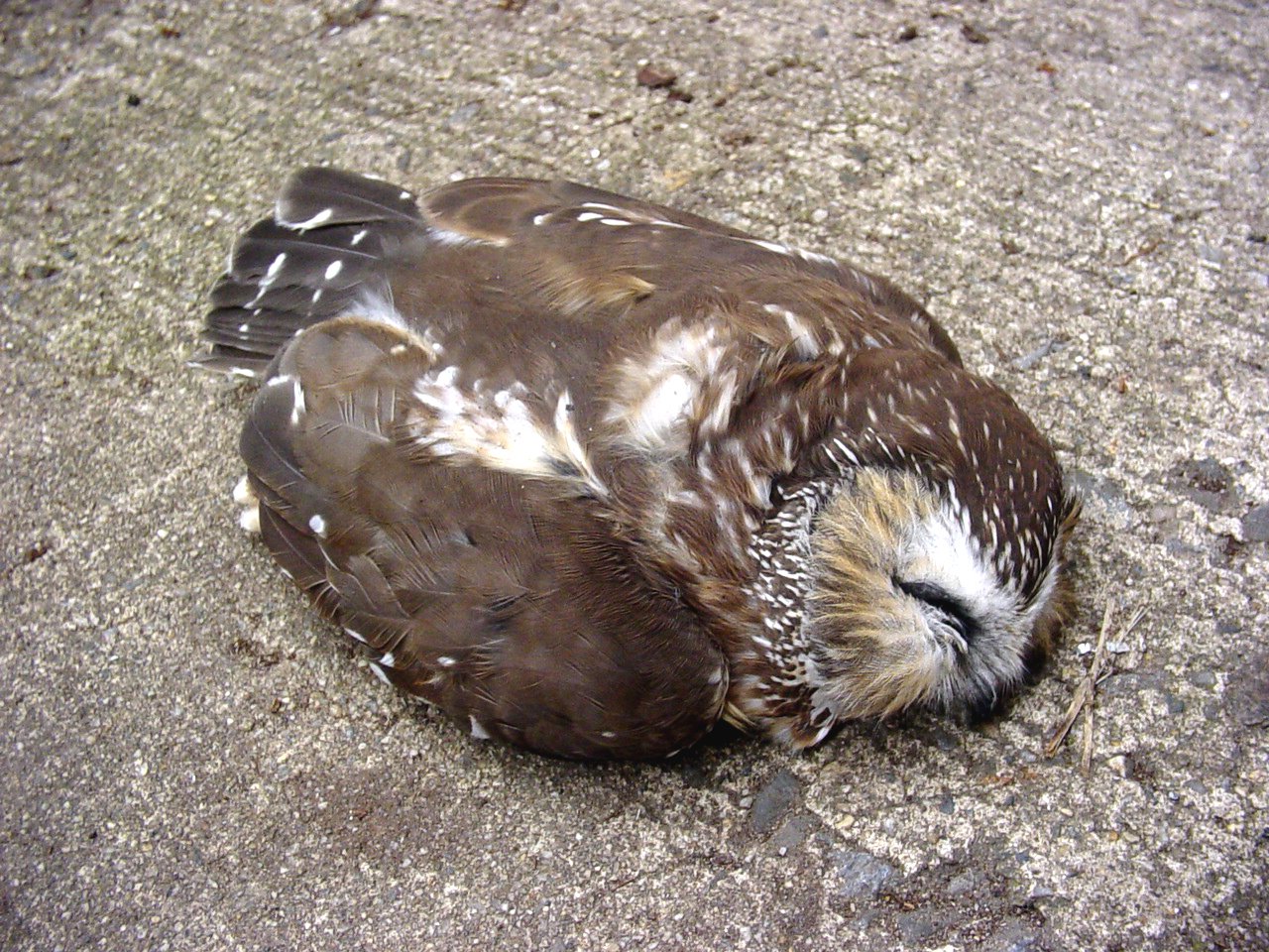 Dream Meaning of Dead Owl