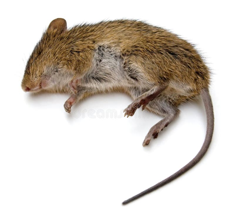 Dream Meaning of Dead Rat