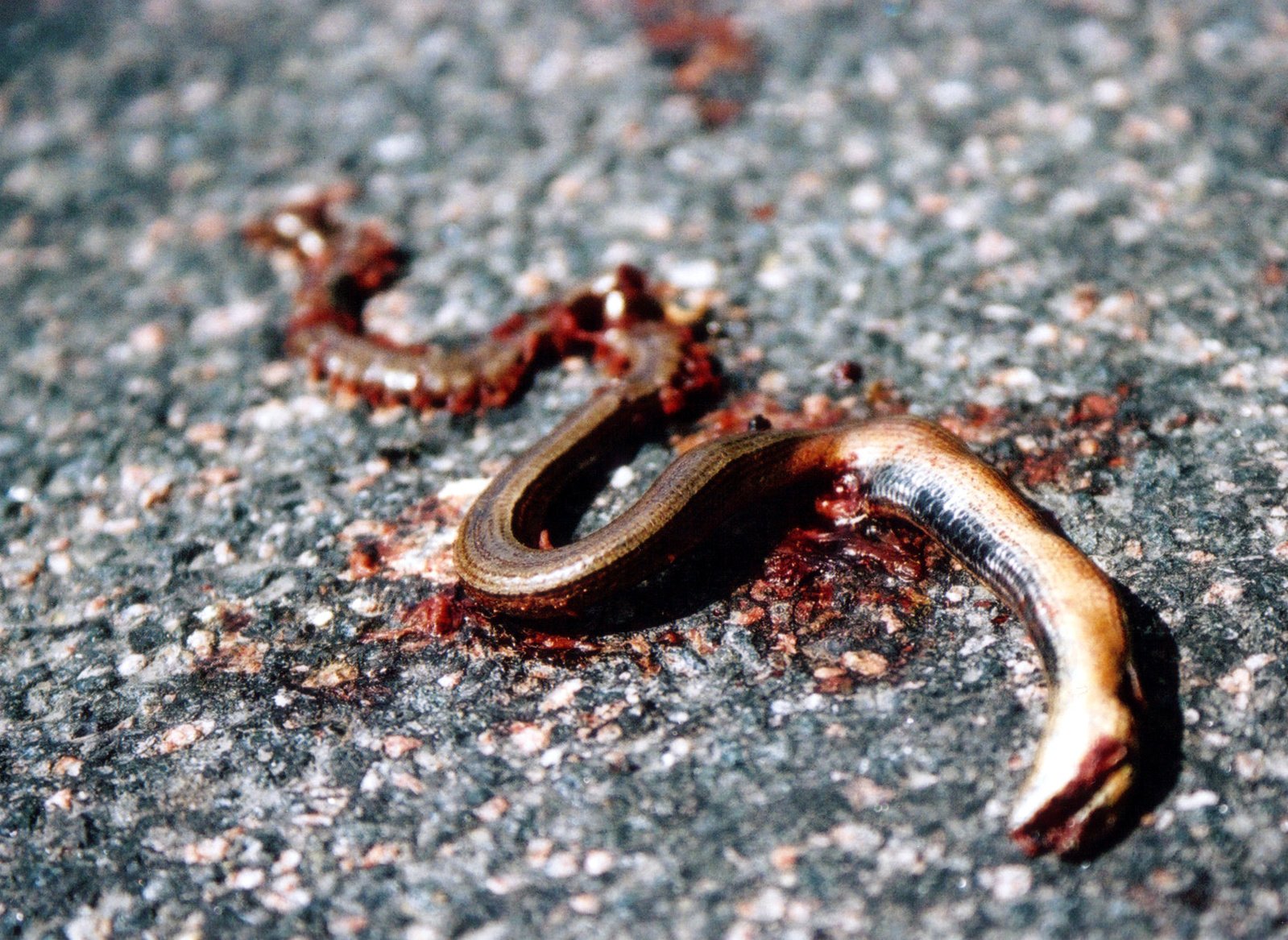 Dream Meaning of Dead Snake