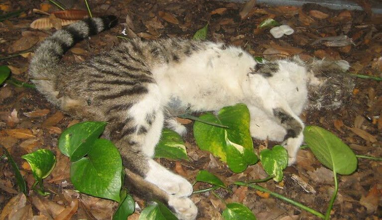 Dream Meaning of Dead Pet