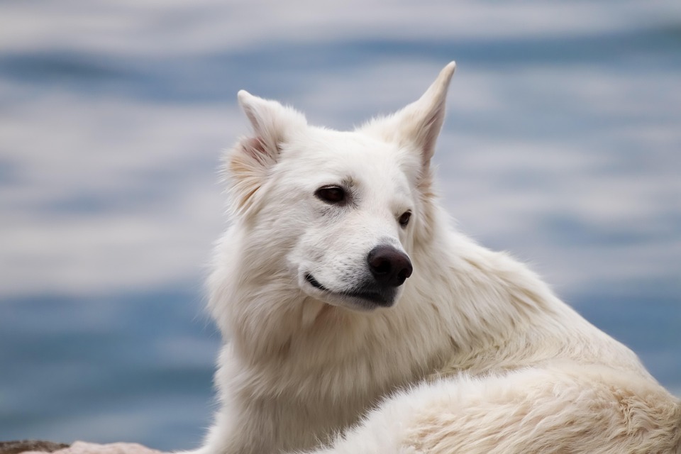 Dream Meaning of A Large White Dog