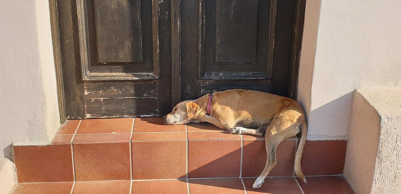 Dream Meaning of A Dog In Heat